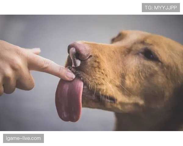 护脸动作为什么不算手球犯规？规则背后的微妙界限解析